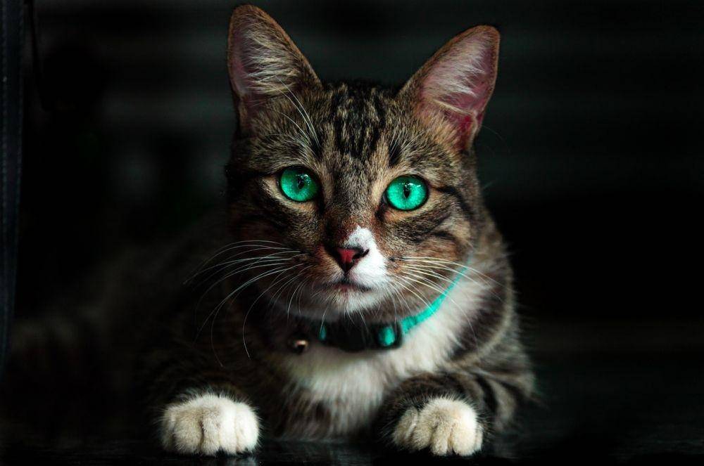 ilustrasi mata kucing (pexels.com/Kelvin Valerio)