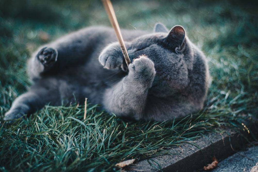 ilustrasi kucing bermain (Pexels/Kirsten Bühne)