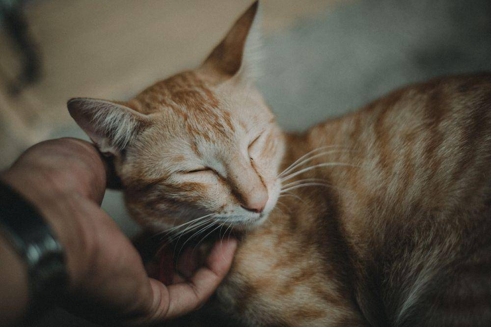 ilustrasi kucing merasa nyaman (Pexels/Swagoren)