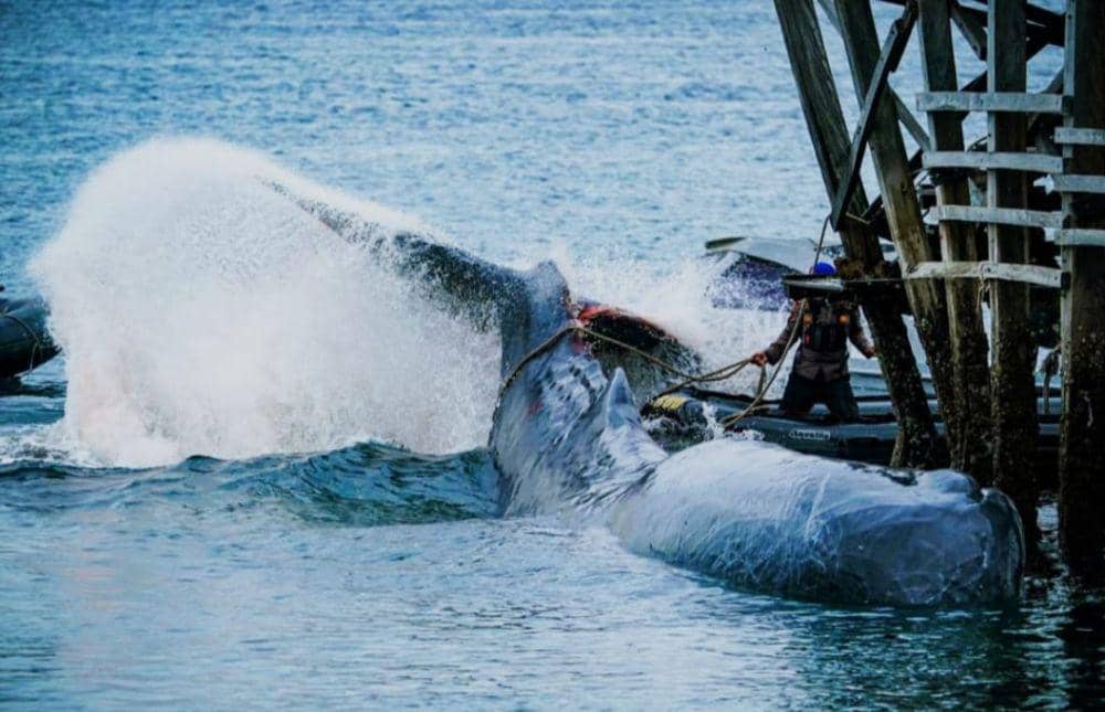 Polisi mengevakuasi hiu sperma yang terdampar di perairan Banyuwangi. (dokumentasi Polresta Banyuwangi)