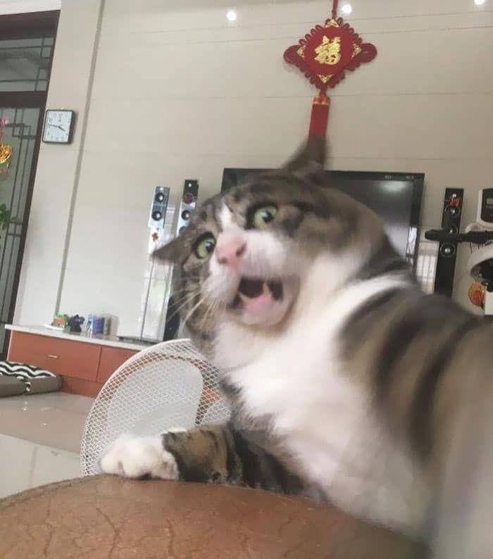 ekspresi aneh kucing (facebook.com/Amy Ketchum)