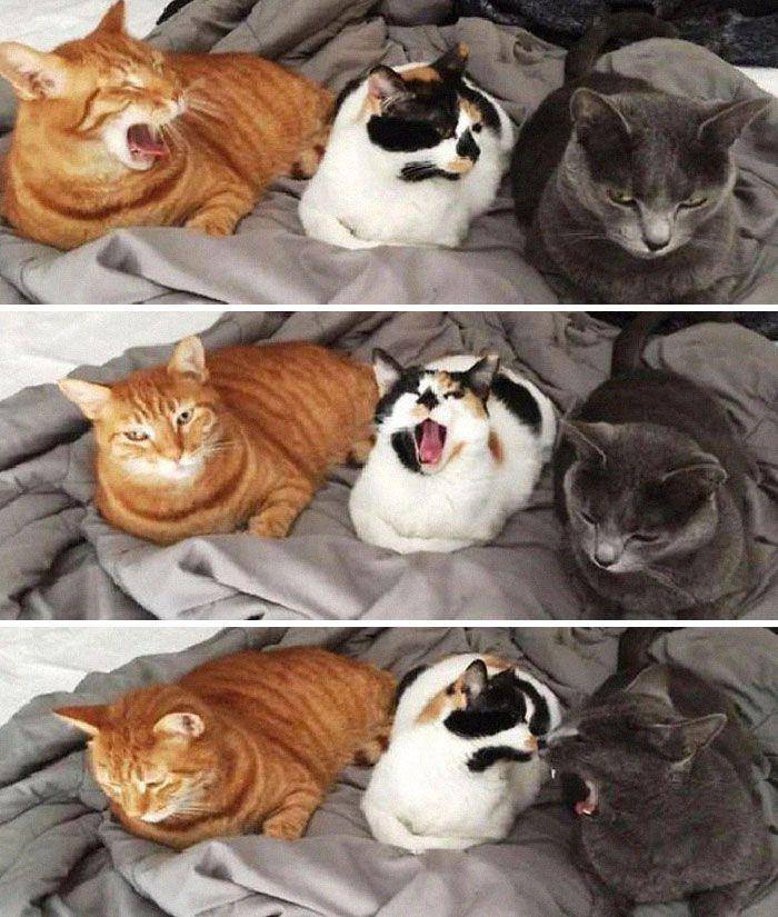 ekspresi aneh kucing (facebook.com/Viral Cats)
