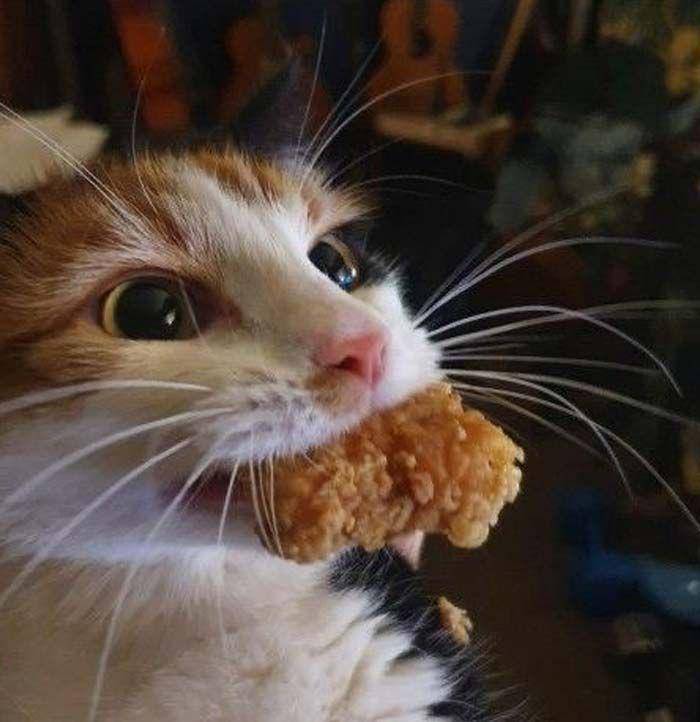 ekspresi aneh kucing (facebook.com/Laurie Gasper)