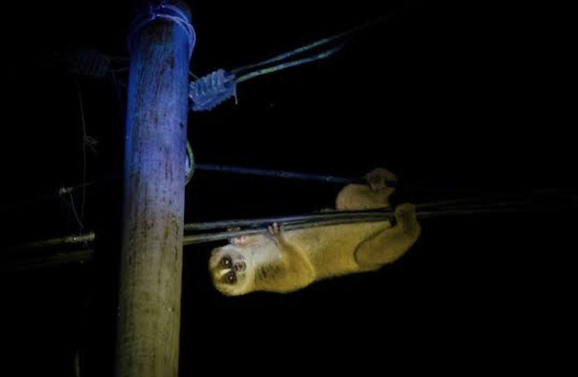 Kukang Terancam karena Jaringan Listrik, PLN: Isolasi Kabel Mulai 2022