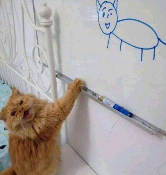 ekspresi aneh kucing (facebook.com/Boutique Cattery)