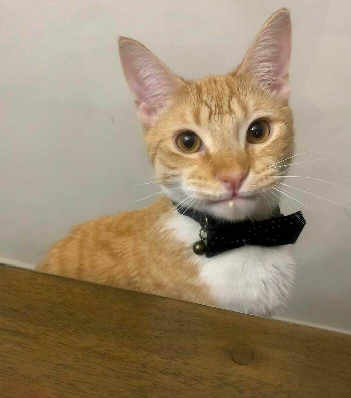 ekspresi aneh kucing (facebook.com/Angel-David Ibachace)