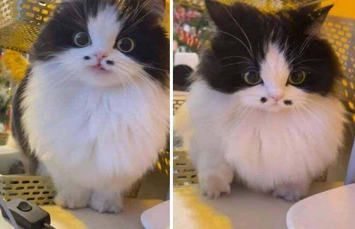 ekspresi aneh kucing (facebook.com/Amy Ketchum)