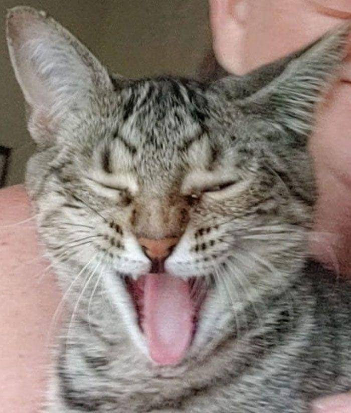 ekspresi aneh kucing (facebook.com/Jennifer Debo Dearborn)