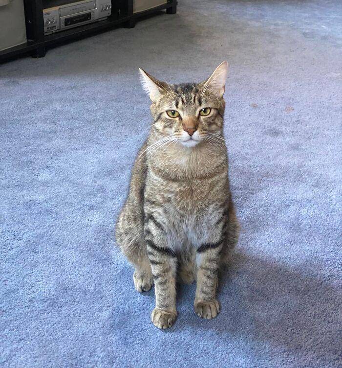 ekspresi aneh kucing (facebook.com/Kirstyn Marie)