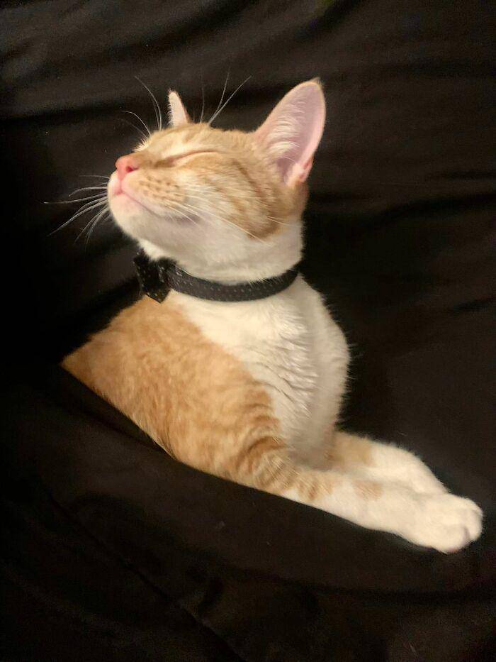 ekspresi aneh kucing (facebook.com/Angel-David Ibachace)