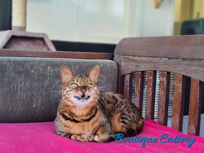 ekspresi aneh kucing (facebook.com/Boutique Cattery)