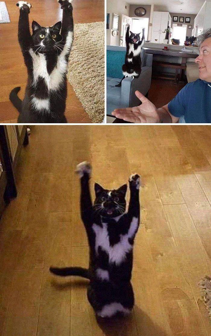 ekspresi aneh kucing (facebook.com/Laurie Gasper)