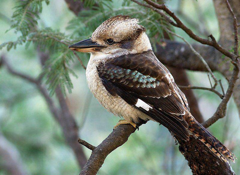 Laughing kookaburra bertengger di dahan pohon. (commons.wikimedia.org/JJ Harrison)