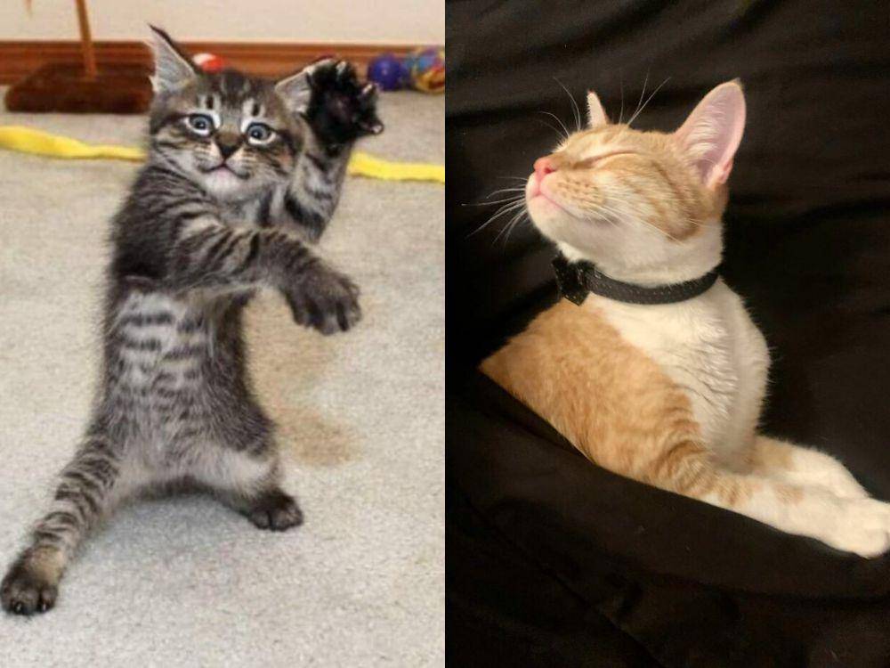 ekspresi lucu kucing (facebook.com/Michelangelo Filippi Giogir | facebook.com/Angel-David Ibachace)