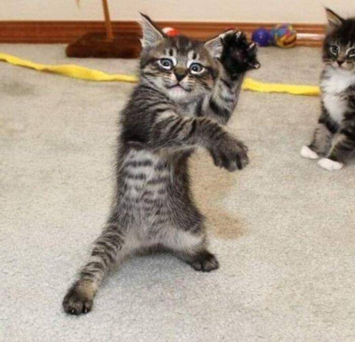 ekspresi aneh kucing (facebook.com/Michelangelo Filippini Gioglir)