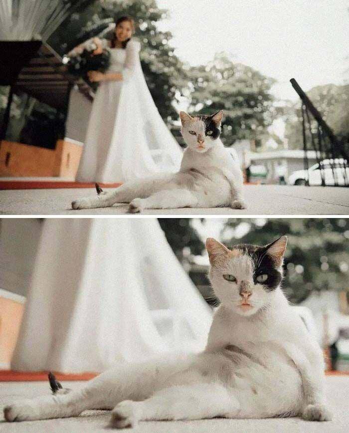 ekspresi aneh kucing (facebook.com/The Cat Butler)