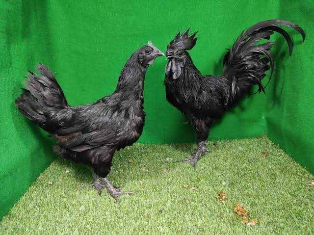 ilustrasi ayam Cemani (hobiternak.com)