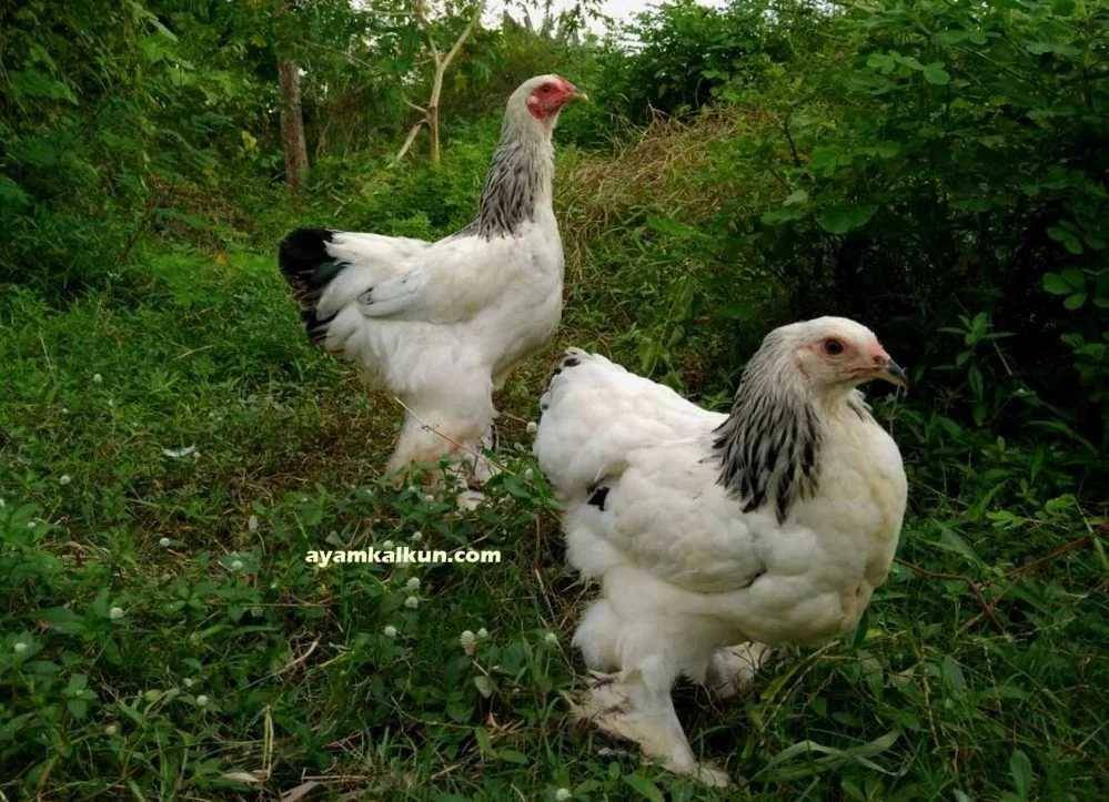 ilustrasi ayam Brahma (ayamkalkun.com)