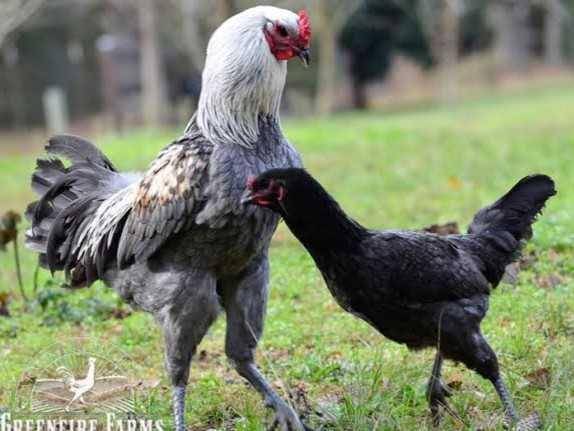 ilustrasi ayam Liege Fighter (greenfirefams.com)