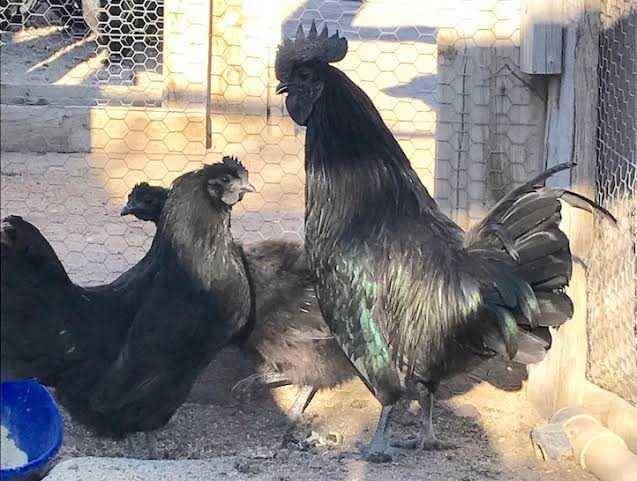 ilustrasi ayam Swedish Black (naturalark.com)