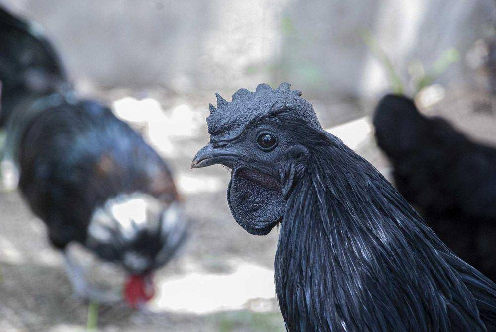 ilustrasi ayam Kadaknath (pixabay.com/jayartin)