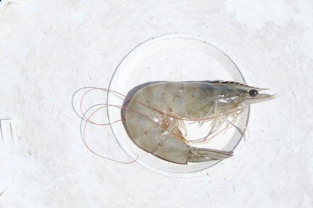 ilustrasi udang (unsplash.com/James Tiono)