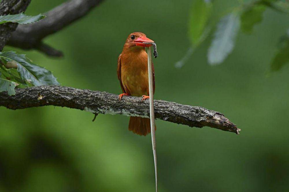burung raja-udang dan mangsanya (pixabay.com/leeyoungku-8761670)