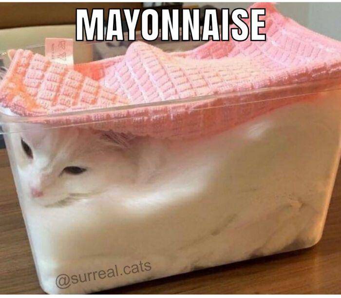 kucing tidur menggemaskan (instagram.com/avantgardecats)