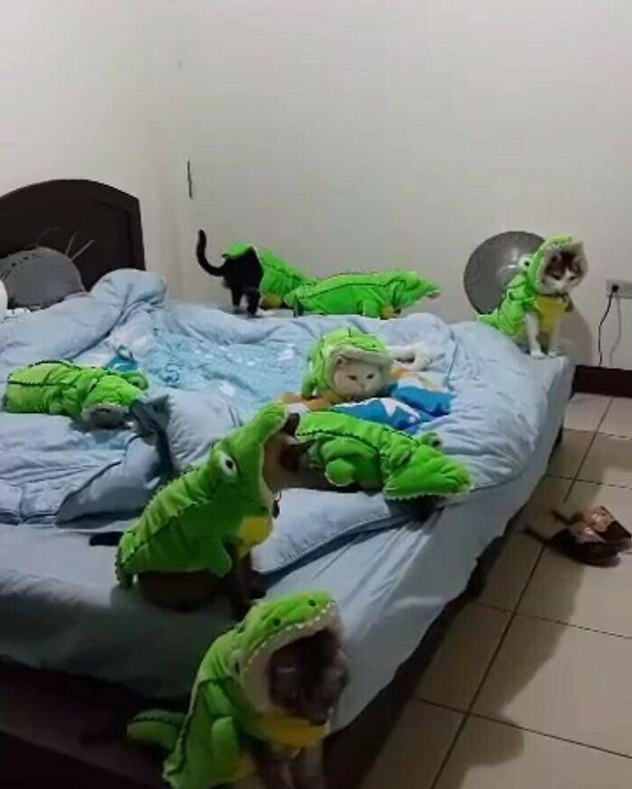 kucing tidur menggemaskan (instagram.com/avantgardencats)