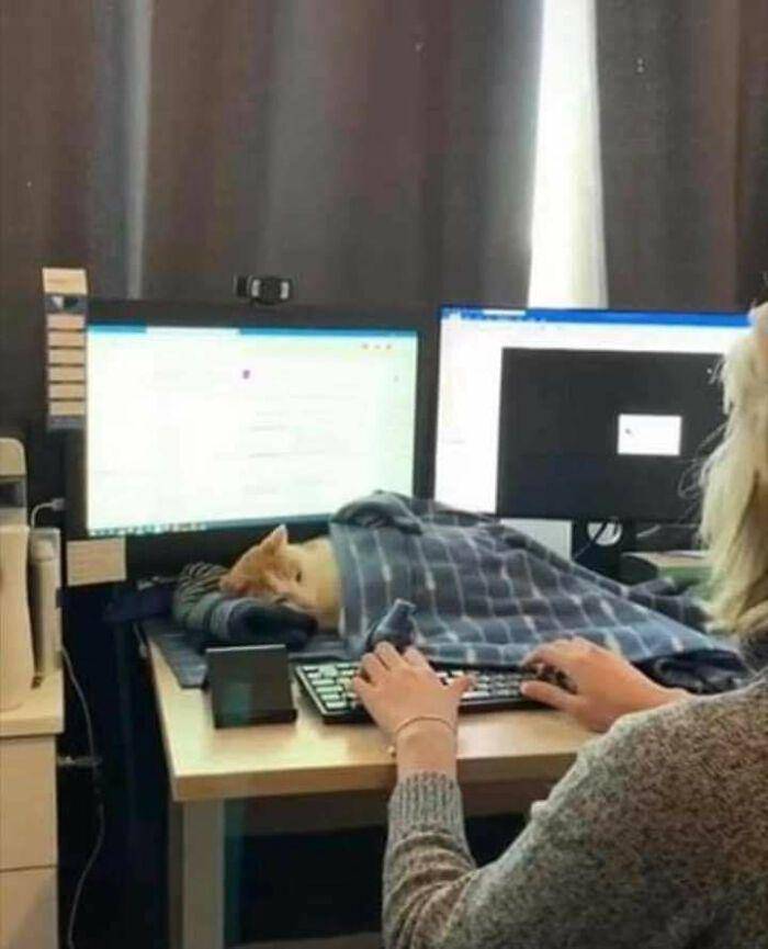 kucing tidur menggemaskan (instagram.com/avantgardencats)