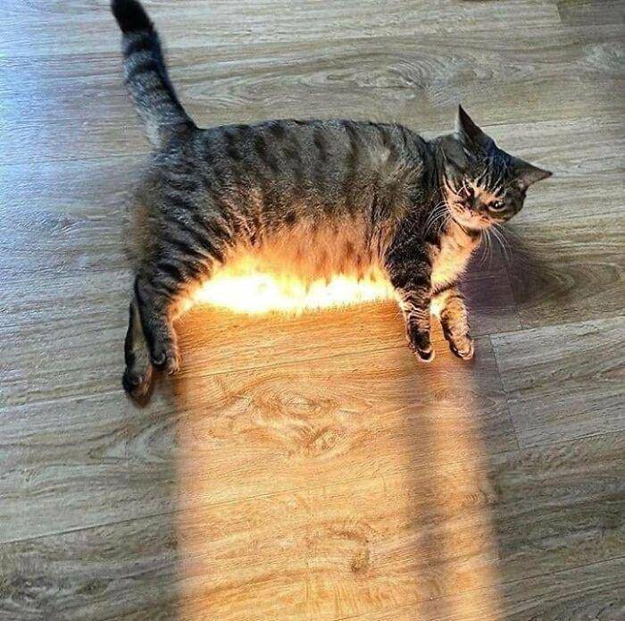 kucing tidur menggemaskan (instagram.com/avantgardecats)