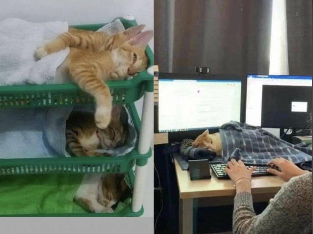 kucing tidur menggemaskan (instagram.com/avantgardecats)
