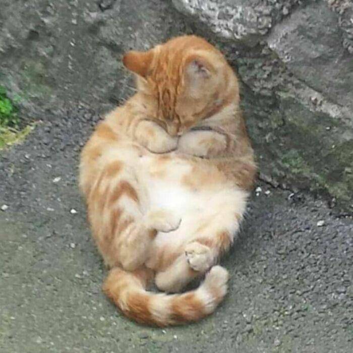 kucing tidur menggemaskan (instagram.com/avantgardencats)