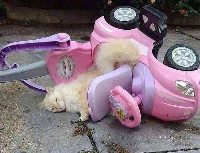 kucing tidur menggemaskan (instagram.com/avantgardencats)