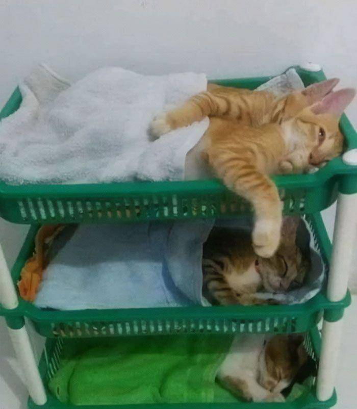 kucing tidur menggemaskan (instagram.com/avantgardencats)