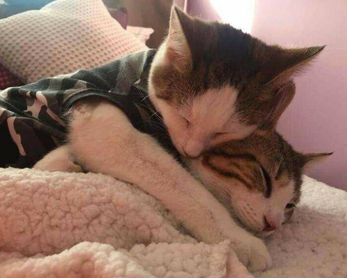 kucing tidur menggemaskan (instagram.com/avantgardencats)