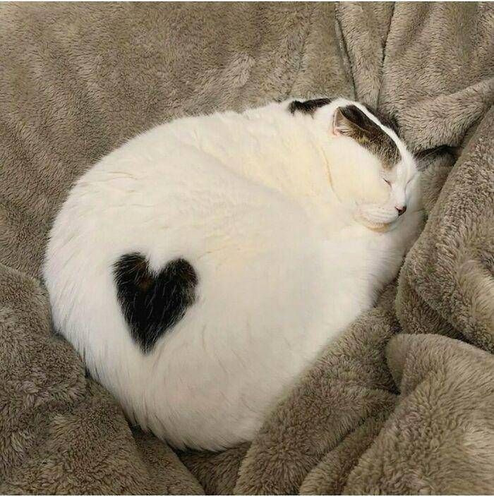 kucing tidur menggemaskan (instagram.com/avantgardencats)
