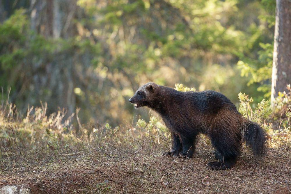 ilustrasi wolverine (unsplash.com/Hans Veth)
