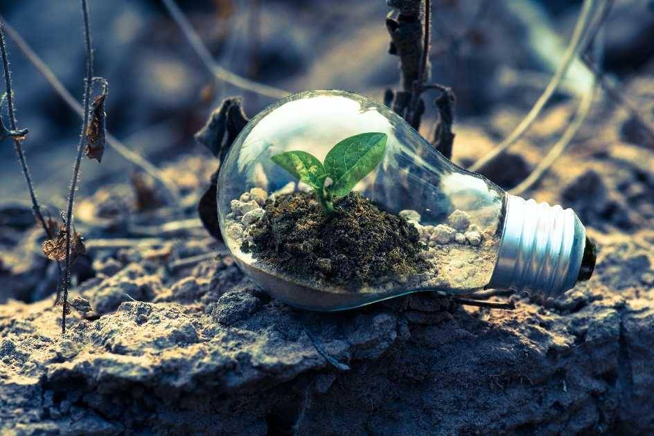ilustrasi lampu dengan tumbuhan (pexels.com/@singkham)