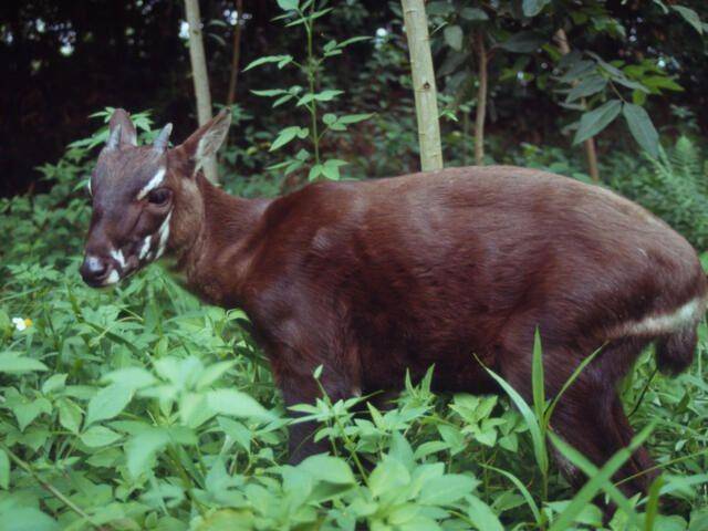 Saola (dok.World Wild Life)
