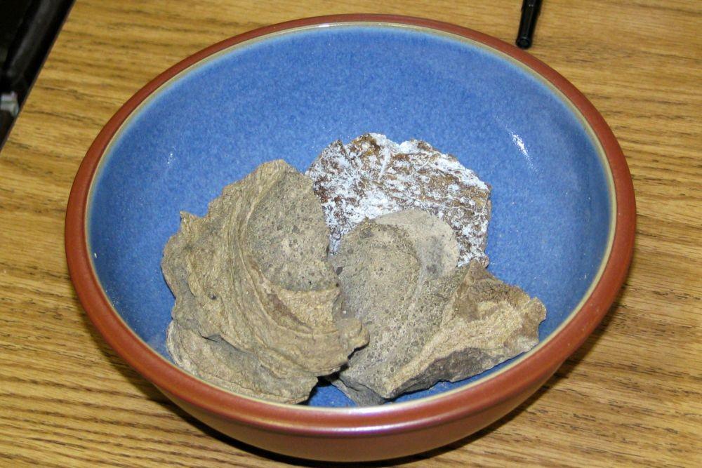 5 Fakta Ambergris, Muntahan Paus yang Punya Harga Selangit