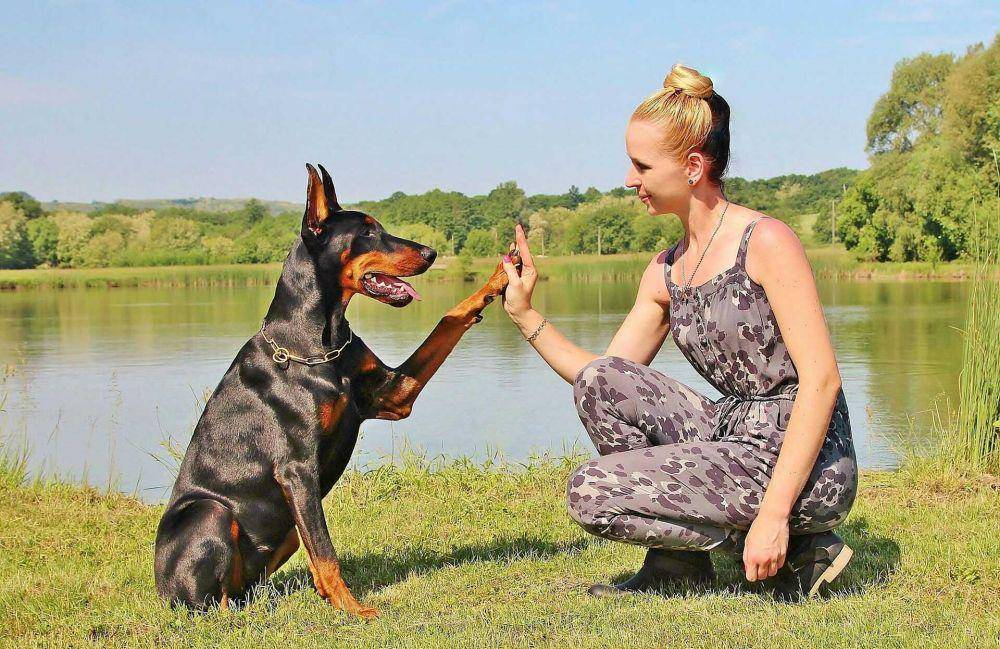 ilustrasi kesetiaan anjing doberman (pixabay.com/@YamaBSM)