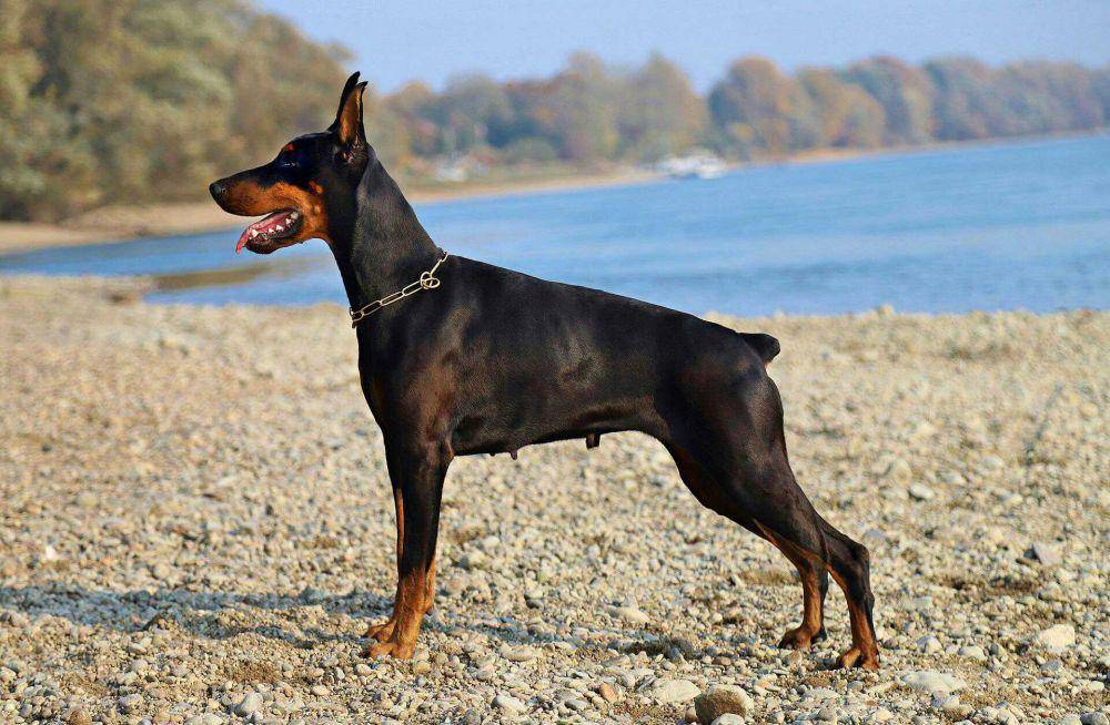 ilustrasi anjing doberman (pixabay.com/@YamaBSM)