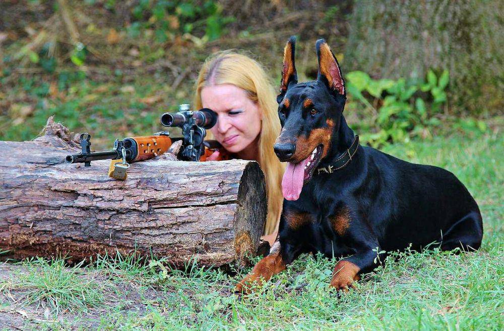 ilustrasi anjing doberman (pixabay.com/@YamaBSM)