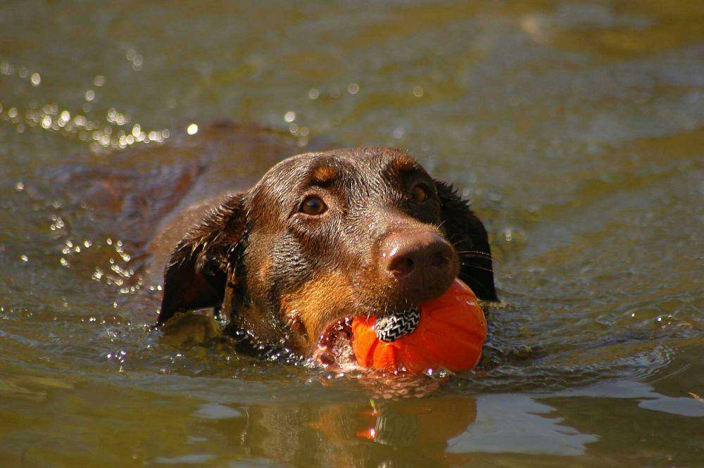 ilustrasi anjing doberman (pixabay.com/@Ihtar)