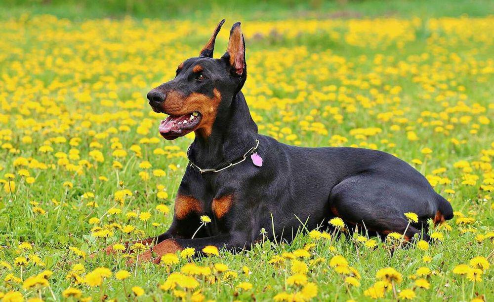 5 Fakta Unik Anjing Doberman, Ras Penjaga Galak yang Setia