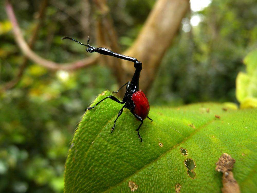 Giraffe Weevil (Wikimedia Commons/Frank Vassen)