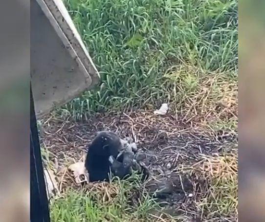 Dua Beruang Madu Muncul di Muara Kaman Kukar, BKSDA Turunkan Tim