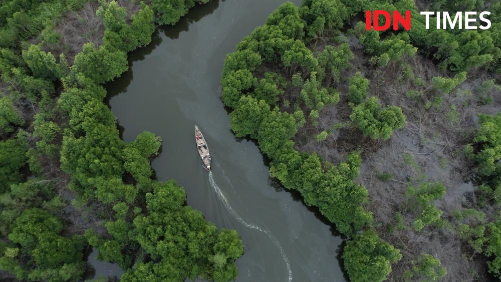 Kondisi kawasan mangrove di Kabupaten Langkat, Sumatra Utara. (Suhaery Faiz for IDN Times)