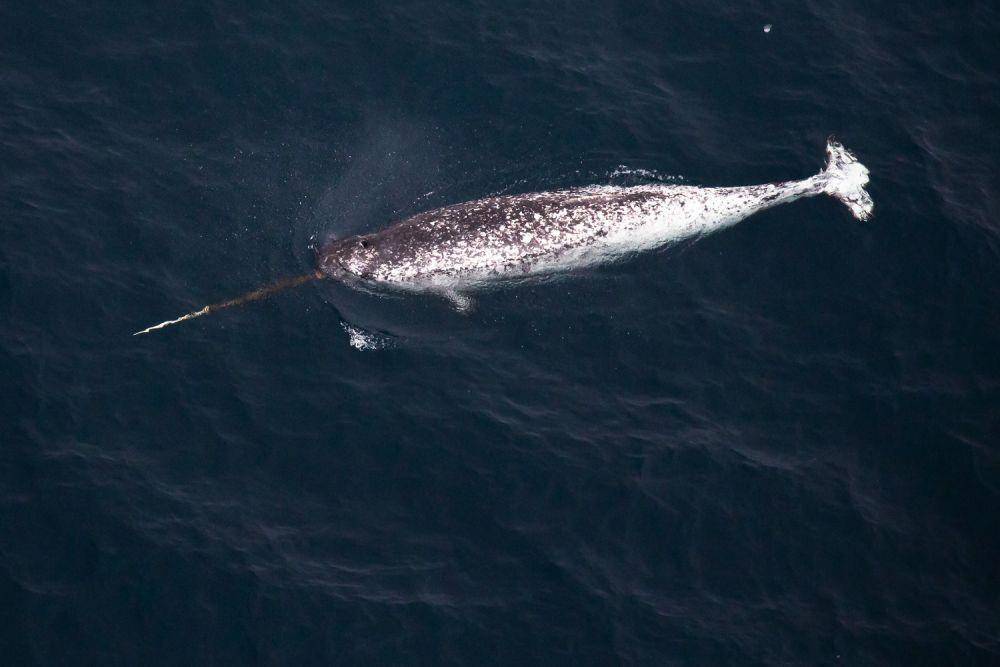 Narwhal (Wikimedia Commons/VBakunin68)